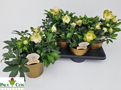 Helleborus Hgc Jasper 17Ø 33cm