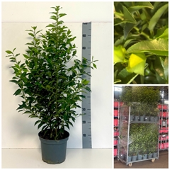 Prunus Angustifolia 22Ø 90cm