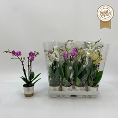 Phalaenopsis Mix 9Ø 40cm 3st