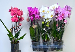Phalaenopsis Cascade 12Ø 45cm 2st