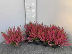 Calluna Garden Girls Mix 11Ø 20cm