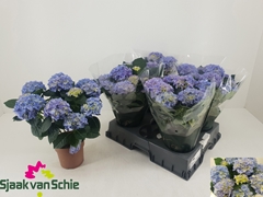 Hydrangea Hi Halo 14Ø 37cm 7bl