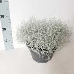 Leucophyta Brownii Silvercalos 23Ø 35cm