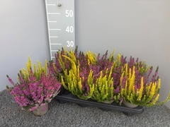 Calluna Garden Girls Trio Girls 11Ø 20cm