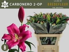 Lily Oriental Carbonera 85cm 2+