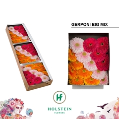 Gerbera Sphere Mix 45cm 10cm Hd