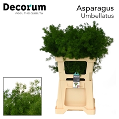 Asparagus Umbellatus 60cm