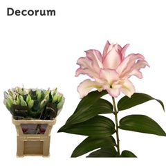 Lily Oriental Double Roselily Anouska 80cm 1+