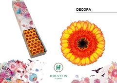 Gerbera Mini Black Center Decora 45cm 7cm Hd