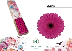 Gerbera Mini Green Center Lillian 45cm 7cm Hd