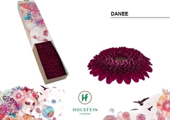 Gerbera Mini Sphere Danee 45cm 7cm Hd