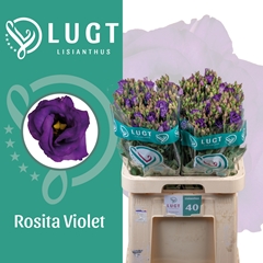 Eustoma Double Rosita Violet 70cm
