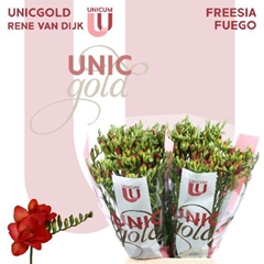 Freesia Double Fuego 50cm 20gr.