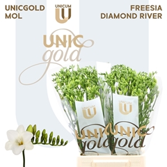 Freesia Single Diamond River 50cm 20gr.