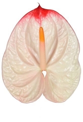 Anthurium Lybra 7cm Hd