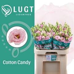 Eustoma Double Cotton Candy 70cm