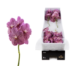 Vanda Tropical Punch 25cm 10cm Hd