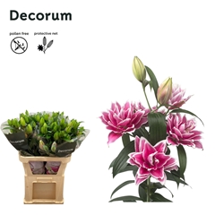 Lily Oriental Double Roselily Samantha 75cm 4+