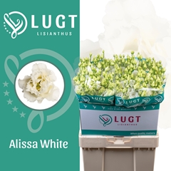 Eustoma Double Alissa White 70cm