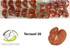 Anthurium Terrasol 9cm Hd