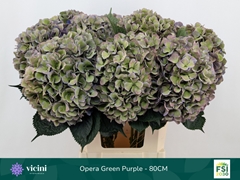 Hydrangea Royal Opera Classic 80cm 20-22cm Hd