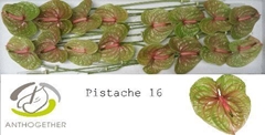 Anthurium Pistache 11cm Hd
