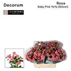 Rosa Spray Pink Yo-Yo 60cm 4+