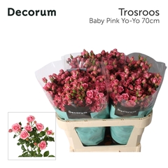 Rosa Spray Pink Yo-Yo 70cm 6+