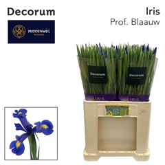 Iris Professor Blaauw 62cm 37gr.
