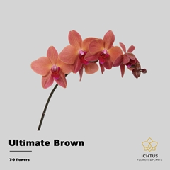 Phalaenopsis Ultimate Brown 45cm 7+