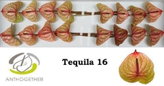 Anthurium Tequila 11cm Hd