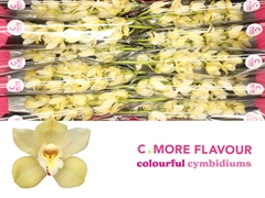 Cymbidium Mini Paddy 60cm