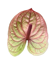 Anthurium Kaseko Classic 7cm Hd