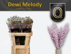 Delphinium Double Dewi Melody 80cm