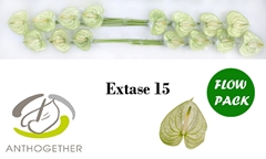 Anthurium Extase 7cm Hd