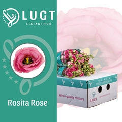 Eustoma Double Rosita Rose Pink 70cm