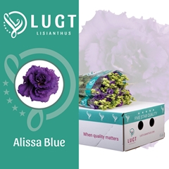 Eustoma Double Alissa Blue 70cm