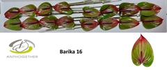 Anthurium Barika 11cm Hd