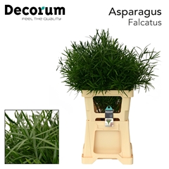 Asparagus Falcatus 85cm