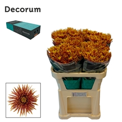 Chrysanth Single Saffina Dark 70cm 85gr.