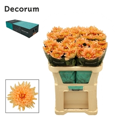 Chrysanth Single Kalimba Salmon 70cm 110gr.