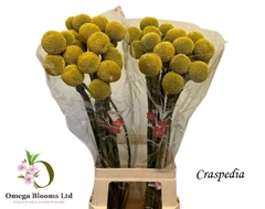 Craspedia Globosa Paintball Popup 70cm