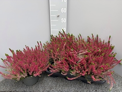 Calluna Garden Girls Mix 17Ø 30cm