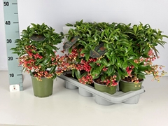Ardisia Crenata Premium 14Ø 40cm