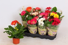 Gerbera Colourgame Mix 9Ø 25cm