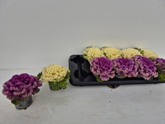 Brassica Oleracea 9Ø 15cm