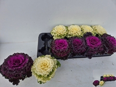 Brassica Oleracea 9Ø 15cm