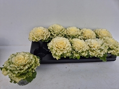 Brassica Oleracea 9Ø 15cm