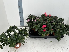 Rhododendron Hellmut Bird Mix 14Ø 30cm