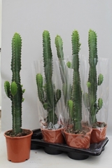 Euphorbia Acrurensis 17Ø 85cm